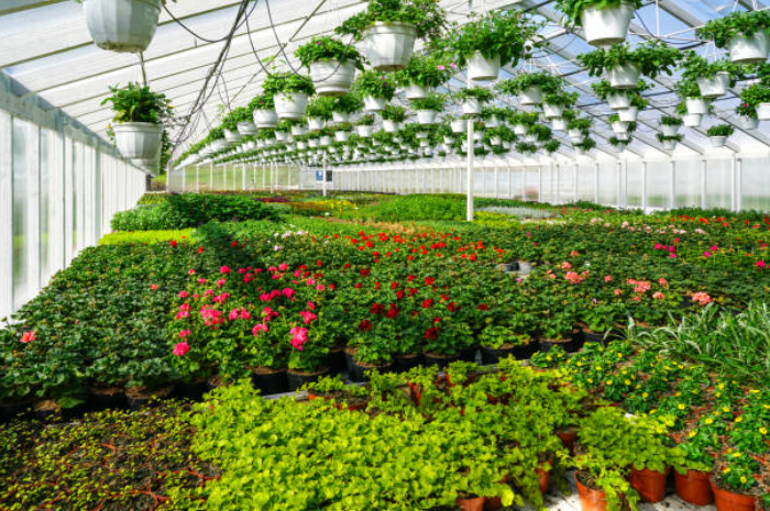 Plant Selection Guidance